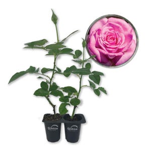 Beverly Rose Bush - Live Starter Plants in 2 Inch Growers Pots - Beautifully Fragrant Hybrid Tea Rose - A Versatile Beauty with Large Blooms