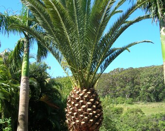 5 seeds Phoenix dactylifera 2 free..Sexual.Rare Date Palm Seeds.Bonsai Seeds 5 seeds Phoenix dactylifera 2 free..Sexual.Rare Date Palm Seeds.Bonsai Seeds