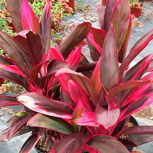 Cordyline Red Sister Hawaiian Ti Plant Live Plant in an 10 Inch Growers ...