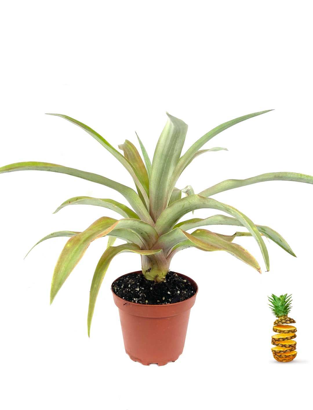 Pineapple Plant Live Plant in a 4 Inch Grower's Pot Etsy