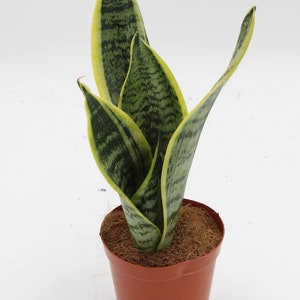 Snake Plant - Live Plant in a 4 Inch Pot - Sansevieria Superba - Beautiful and Elegant Easy Care Indoor Houseplants