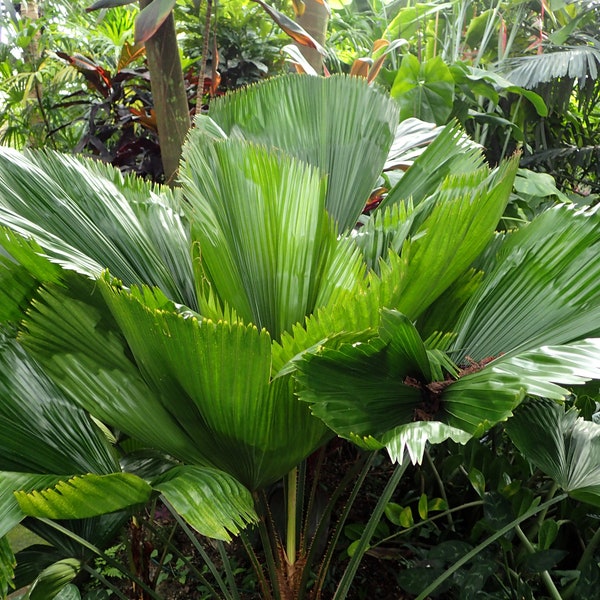 Vanuatu Fan Palm - Ruffled Fan Palm - Live Plant in a 4 Inch Growers Pot - Licuala Grandis - Extremely Rare Ornamental Palms of Florida