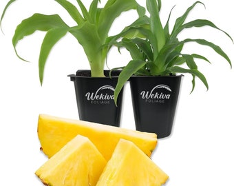 Pineapple Plant - 2 Live Tissue Culture Starter Plants - Ananas Comosus - Edible Fruit Tree for The Patio and Garden