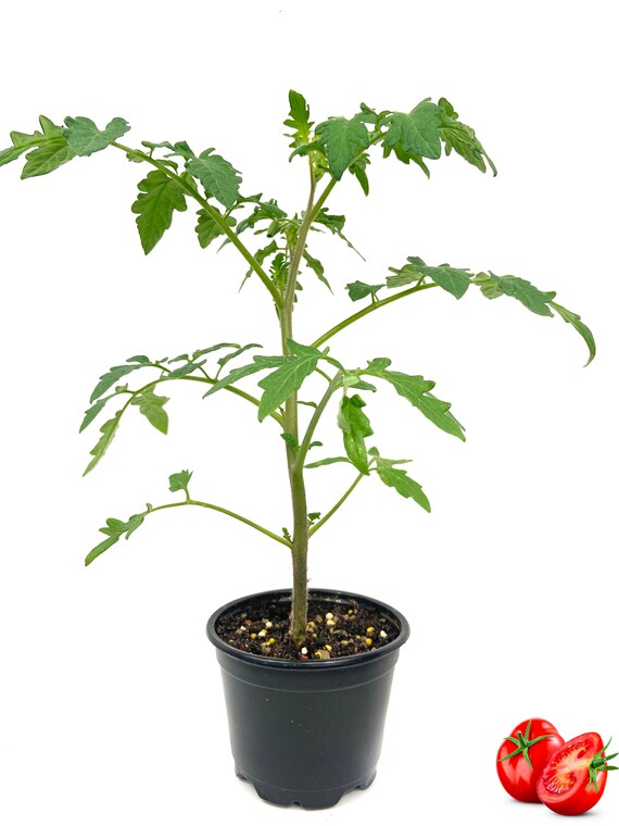 Patio Tomato Plant Live Plant in a 4 Inch Pot Growers Etsy