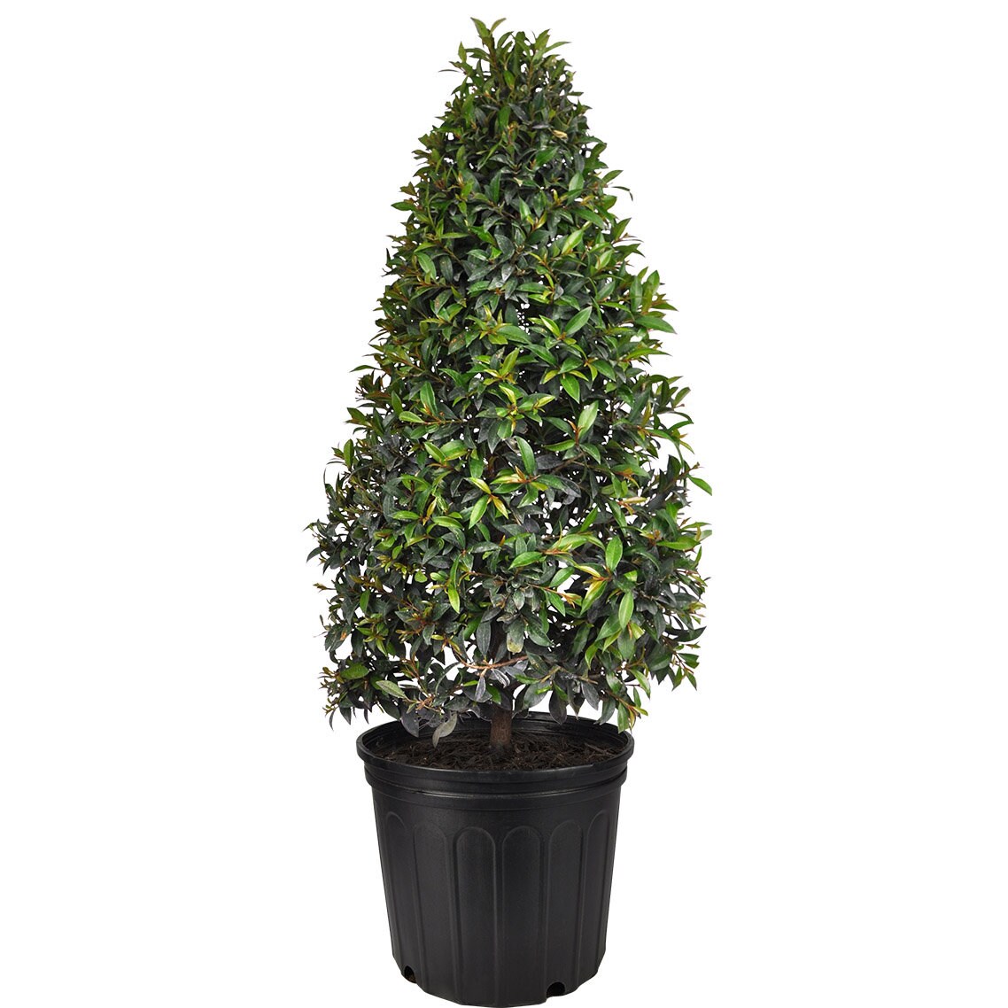 Eugenia Cone Topiary Live Plant in a 10 Inch Pot Eugenia | Etsy