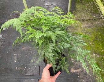 Deer Foot Fern - Live Plant in a 6 Inch Pot - Davallia - Rare and Exotic Ferns from Florida