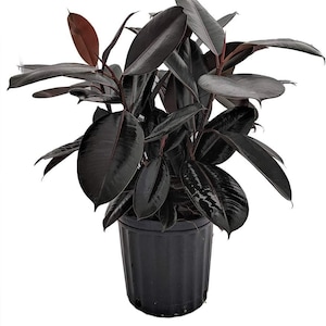 Rubber Plant - Live Plant in an 10 Inch Pot - Ficus Elastica “Burgundy” - Beautiful Easy Care Air Purifying Indoor Houseplant