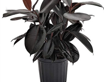 Rubber Plant - Live Plant in an 10 Inch Pot - Ficus Elastica “Burgundy” - Beautiful Easy Care Air Purifying Indoor Houseplant