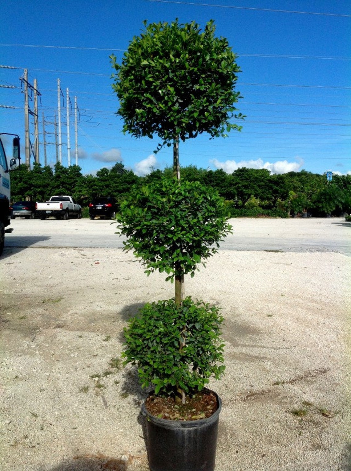 Eugenia Three Ball Topiary Live Plant in a 10 Inch Pot Etsy