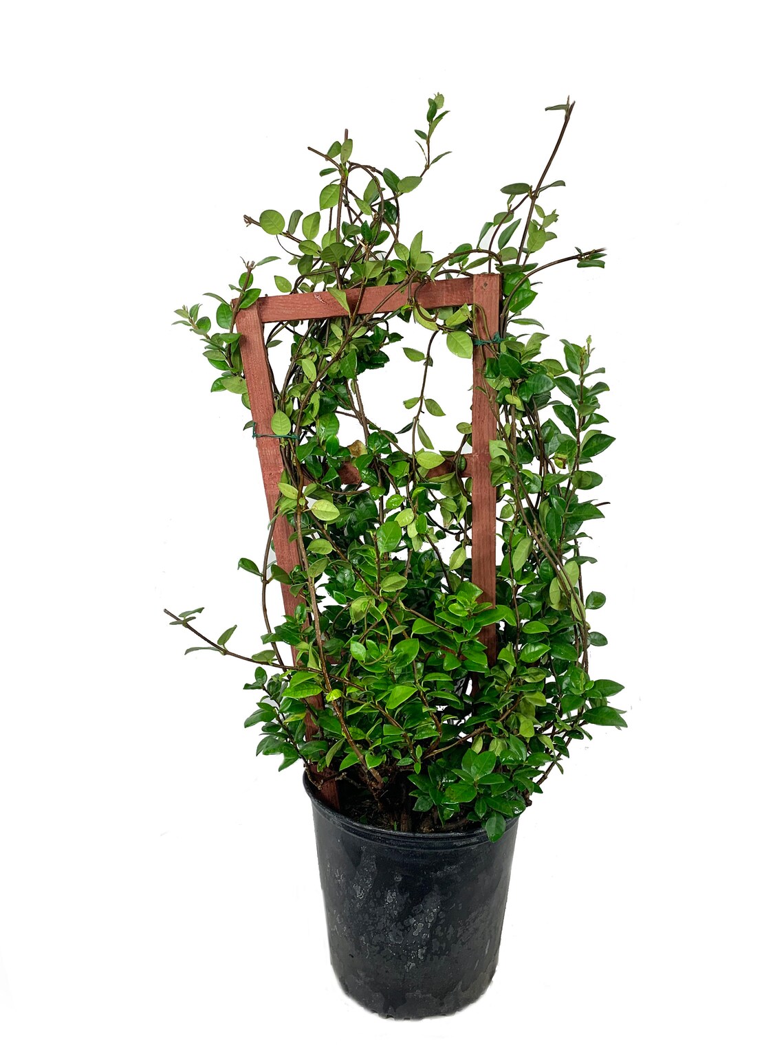 Confederate Jasmine With Trellis Live Plant in a 3 Gallon Etsy
