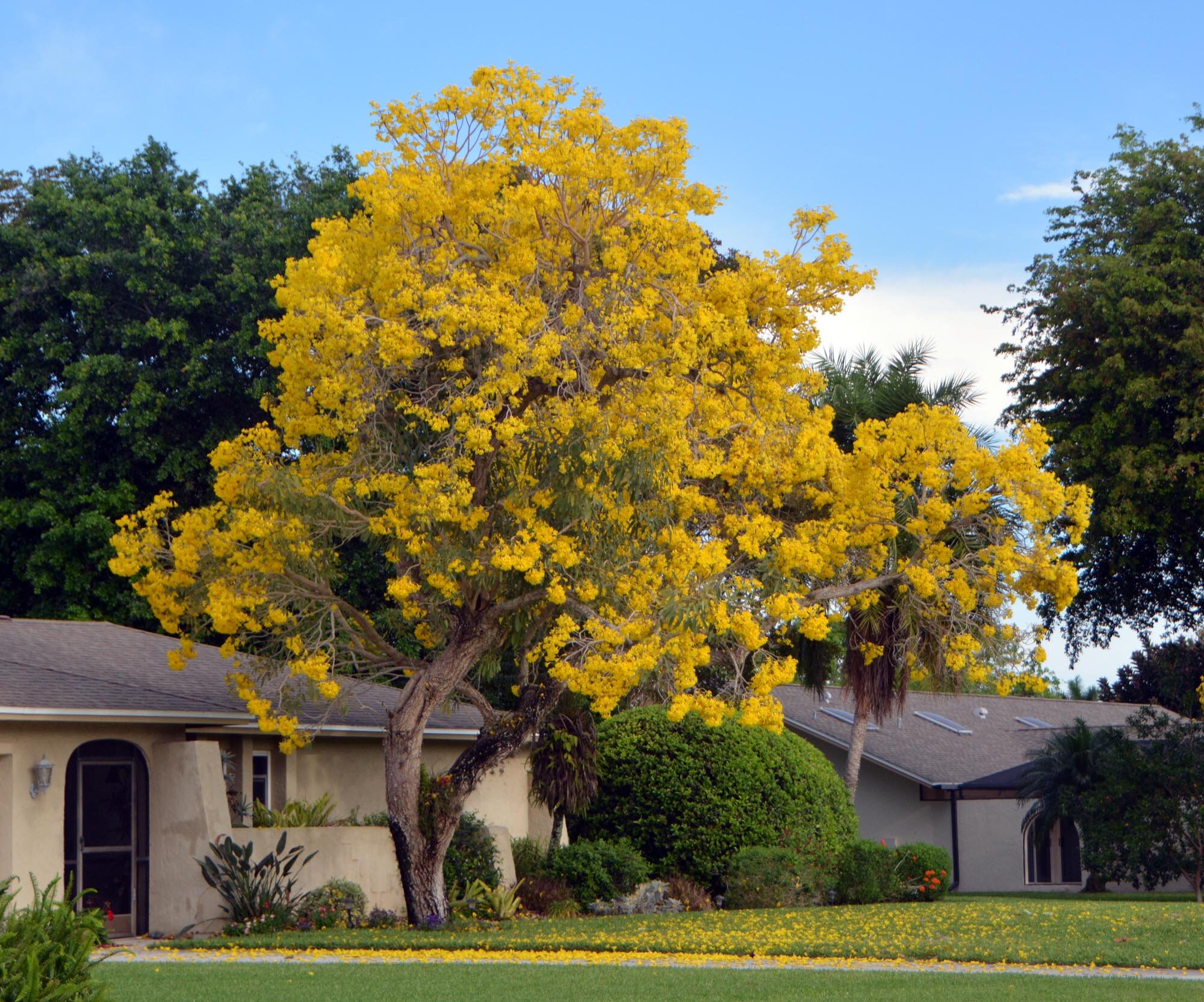 Yellow Tabebuia Trumpet Tree Live Plant in a 3 Gallon Pot Etsy