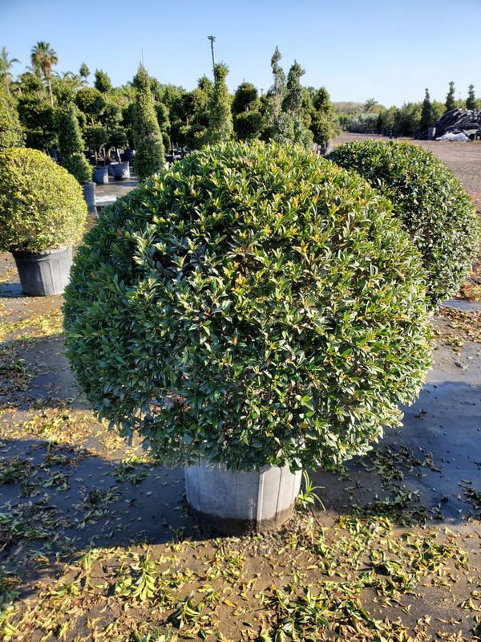 Eugenia Globe Topiary Live Plant in a 10 Inch Pot Eugenia Etsy
