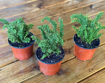 Boston Fern Assortment - 3 Live Plants in 6 Inch Pots - Grower's Choice - Rare and Exotic Ferns from Florida - Beautiful Clean Air Indoor...