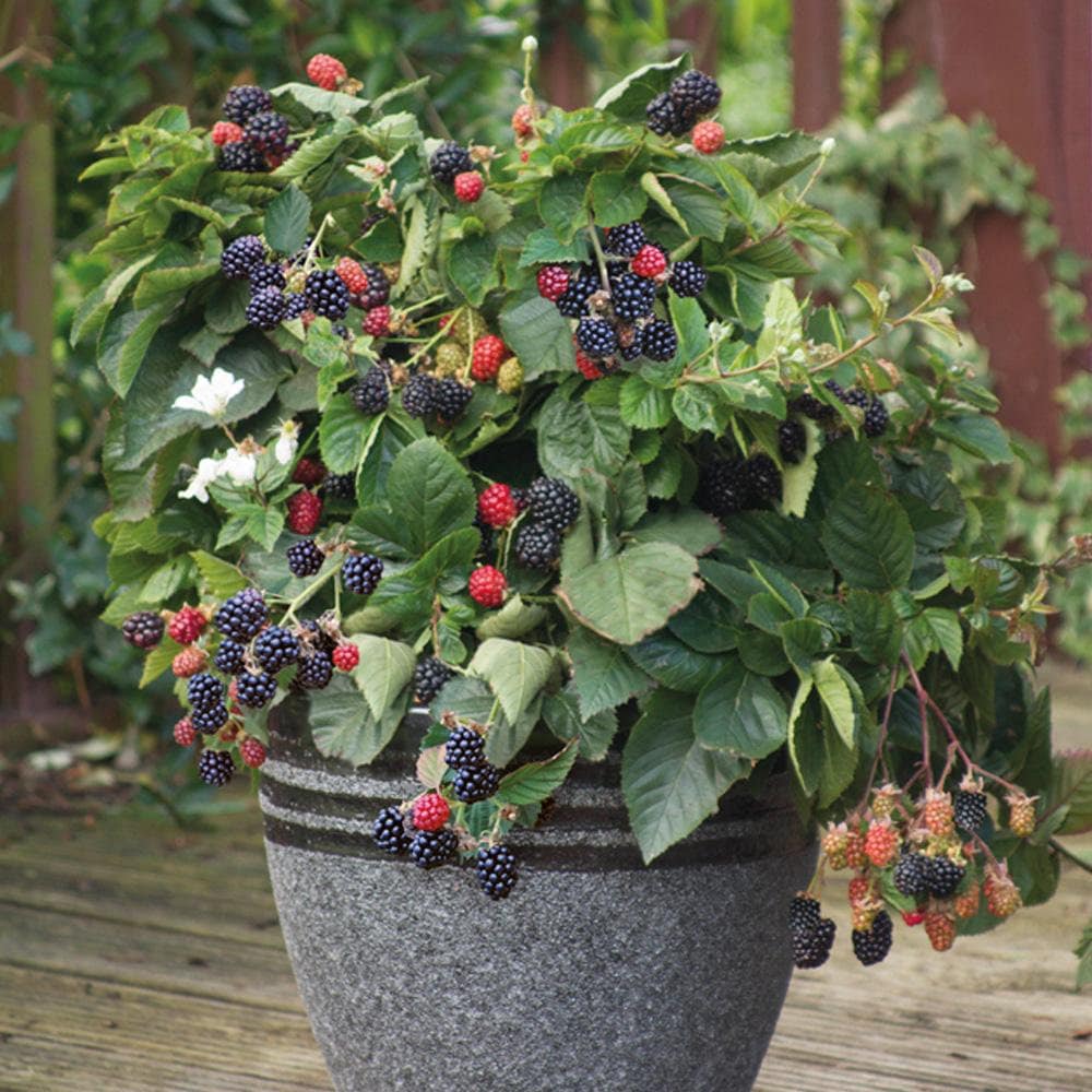 BlackBerry Plant Live Plant in a 1 Gallon Pot Variety Etsy