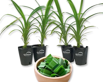 Pandan Plant - 4 Live Tissue Culture Starter Plants - Pandanus Amaryllifolius - Fragrant Flavor Sweet Edible Leaves