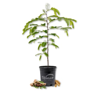 Tamarind Tree - Sampaloc - Live Plant in a 1 Gallon Growers Pot - Tamarindus Indica - Beautiful Edible Fruit Bearing Tree for Patio and...
