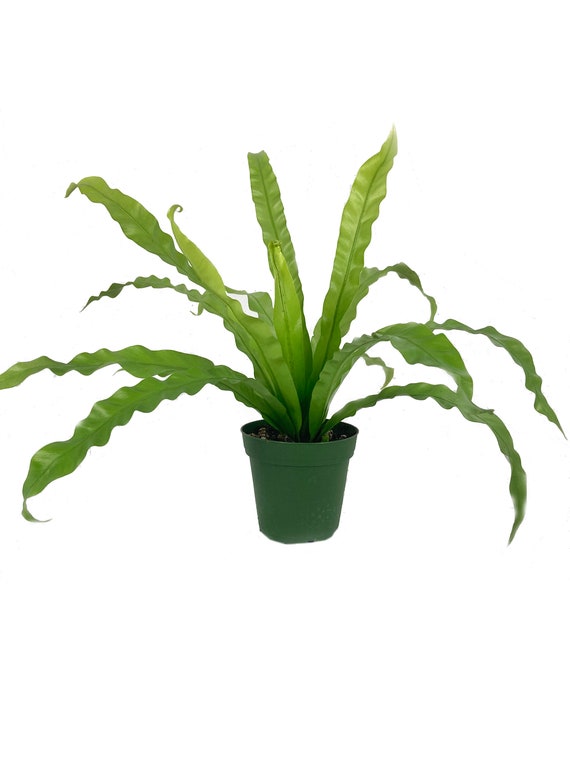 Bird's Nest Fern Live Plant in a 4 Inch Pot - Etsy