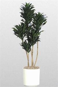 Dracaena Janet Craig Compacta Cane - Live Plant in a 10 Inch Pot ...