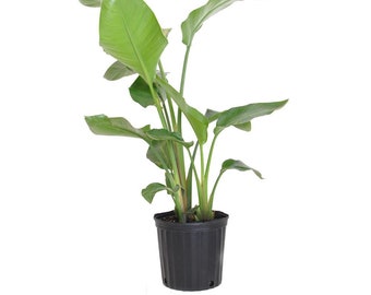 Giant White Bird of Paradise - Live Plant in a 3 Gallon Pot - Strelitzia Nicolai - Stunning Tropical Evergreen Plant