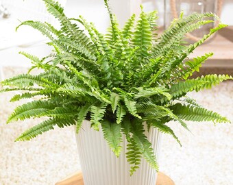 Boston Fern Plant - Live Plants in 4 Inch Pots - Nephrolepis Exaltata - Beautiful Indoor Air Purifying Fern