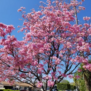 Pink Tabebuia Trumpet Tree Live Plant in a 3 Gallon Pot Tabebuia Heterophylla Beautiful Flowering Tree image 1