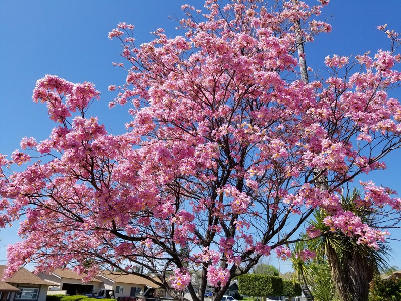 Pink Tabebuia Trumpet Tree Live Plant in a 3 Gallon Pot Tabebuia Heterophylla Beautiful Flowering Tree image 1