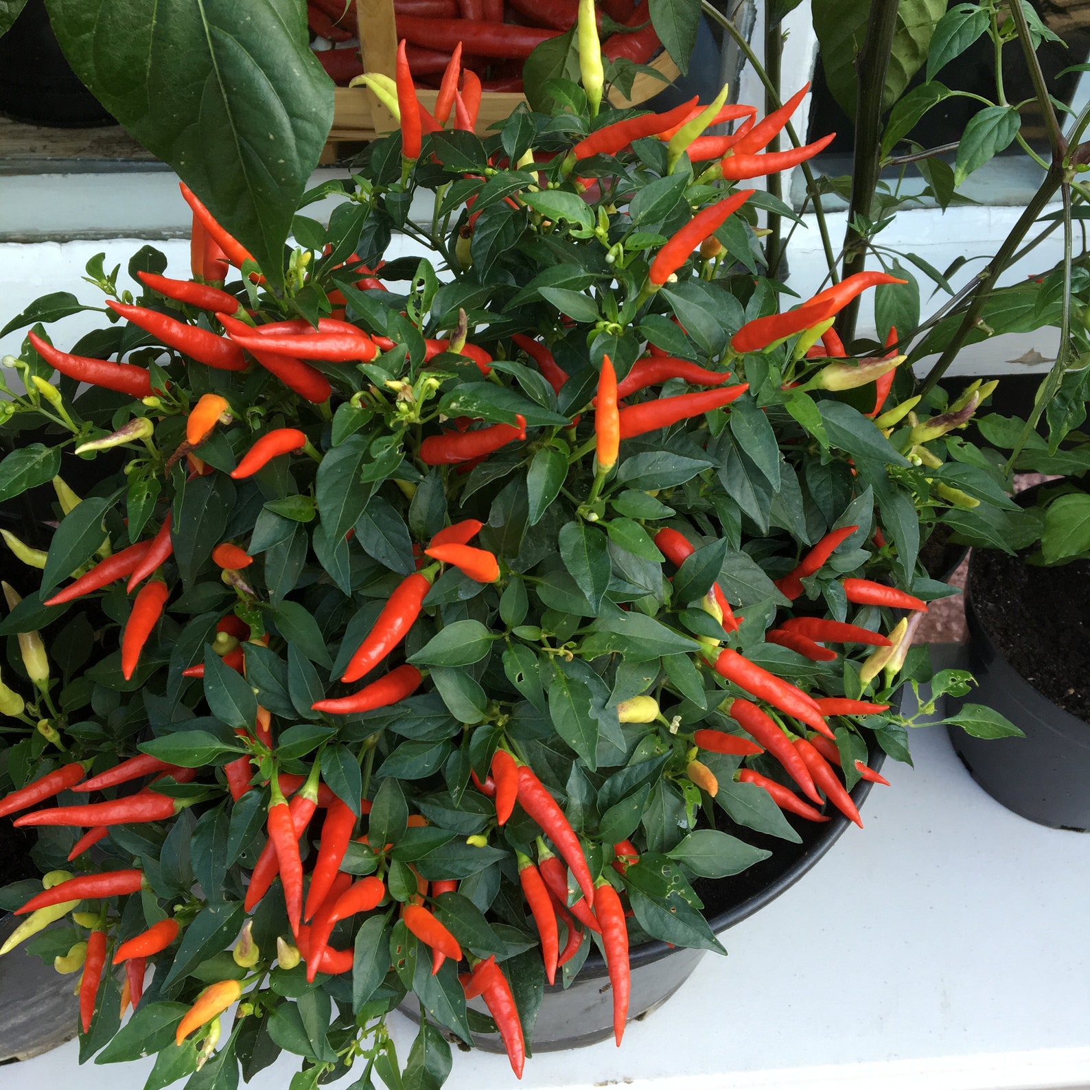 Basket of Fire Pepper Starter Plant Live Plant in a 4 Inch Etsy