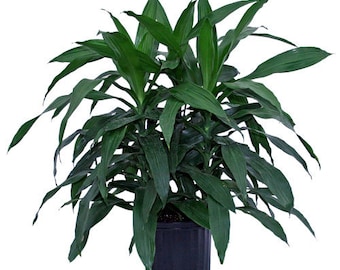 Dracaena Janet Craig - Live Plant in a 8 Inch Pot - Dracaena Deremensis 'Janet Craig' - Beautiful Low Light Indoor Houseplant