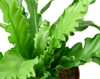 Victoria Japanese Birdsnest Fern - Live Plants in 6 Inch Pots - Asplenium Nidus Antiquum 'Victoria' - Rare and Exotic Ferns from Florida