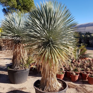 Silver Yucca Live Plant in a 1 Gallon Growers Pot Yucca Rostrata Rare Outdoor Ornamental Slow Growing Evergreen Tree image 1