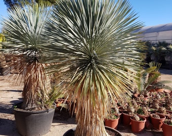 Silver Yucca - Live Plant in a 1 Gallon Growers Pot - Yucca Rostrata - Rare Outdoor Ornamental Slow Growing Evergreen Tree