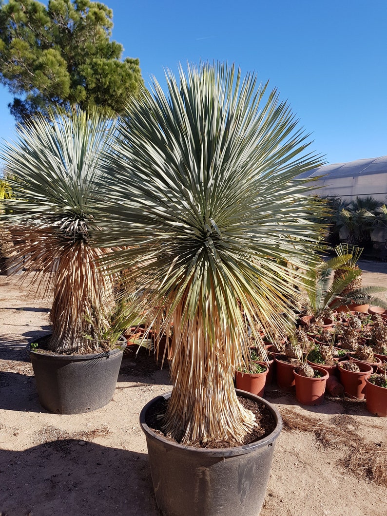 Silver Yucca Live Plant in a 1 Gallon Growers Pot Yucca Rostrata Rare Outdoor Ornamental Slow Growing Evergreen Tree image 1