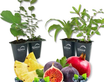 Patio Fruit Plant Variety Pack - 4 Live Starter Plants - One Each of Fig Tree, Blueberry, Pineapple, and Pomegranate - Starter Plants for...