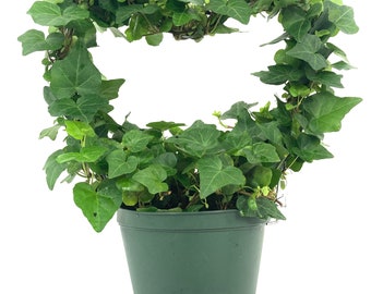 English Ivy Heart - Live Plant in a 6 Inch Pot - Hedera Helix - Florist Quality Beautiful Easy Care Indoor Air Purifying Topiary Houseplant