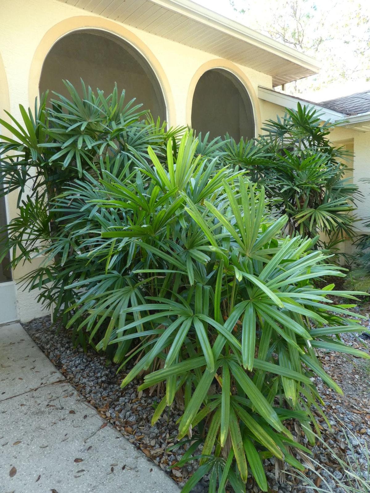 Lady Palm Live Plant in a 4 Inch Growers Pot Rhapis Etsy