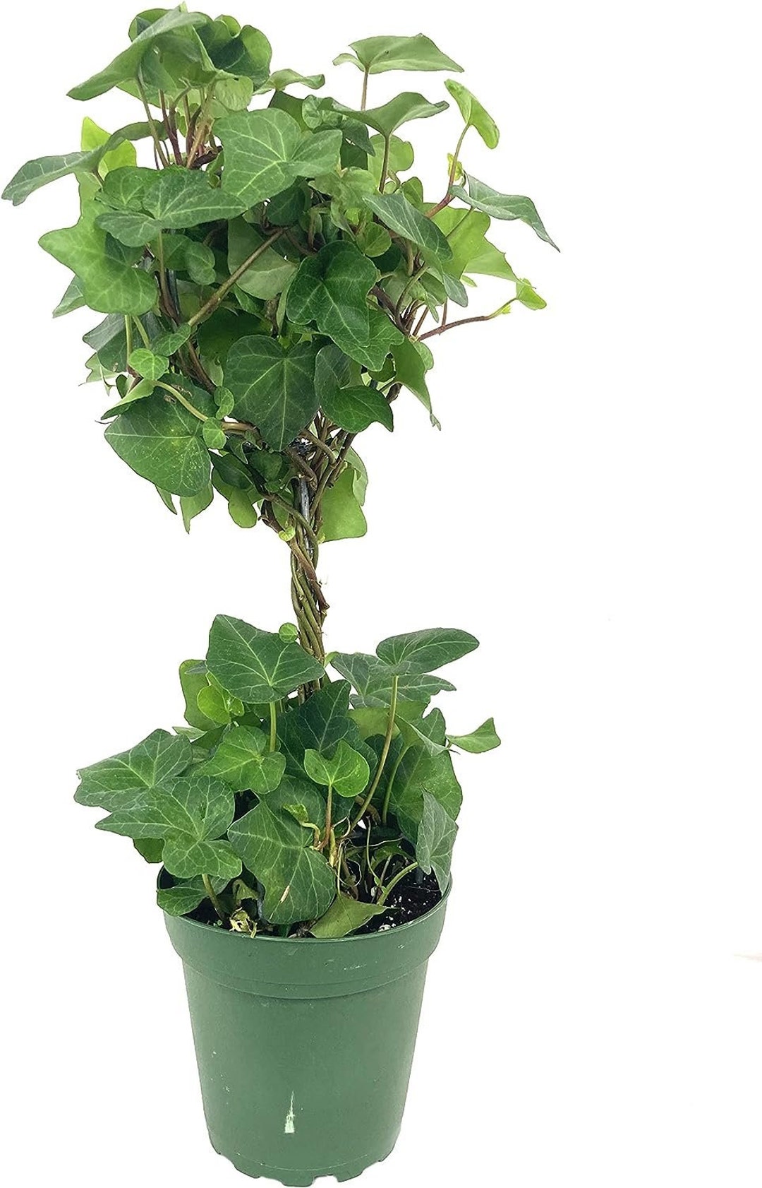 English Ivy Globe Live Plants in 4 Inch Pots Hedera Helix Florist Quality Beautiful Easy Care