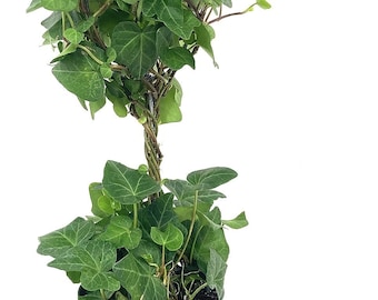 English Ivy Globe - Live Plants in 4 Inch Pots - Hedera Helix - Florist Quality - Beautiful Easy Care Indoor Air Purifying Topiary...