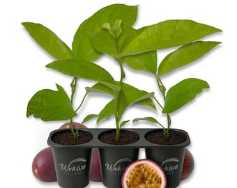 Passion Fruit Plant - 3 Live Starter Plants - Edible Fruit Bearing Vine for The Patio and Garden