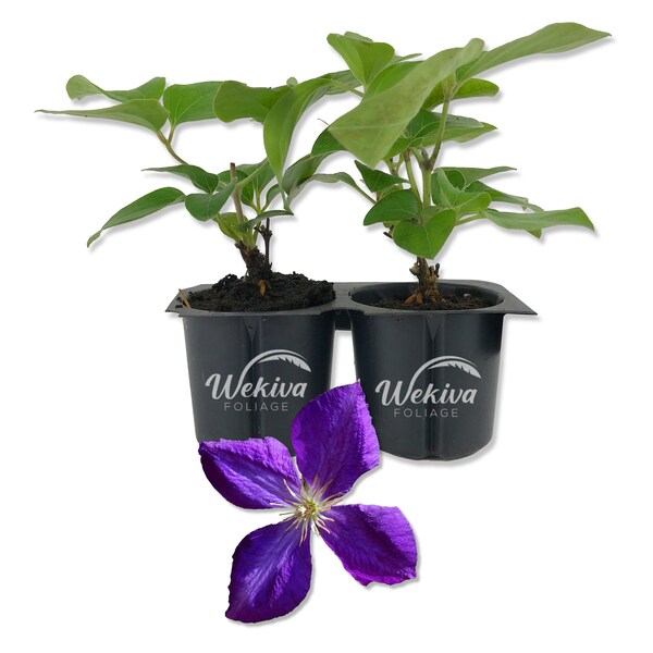 Clematis Jackmanii - Live Starter Plants in 2 Inch Growers Pots - Starter Plants Ready for The Garden - Beautiful Violet Purple Flowering...