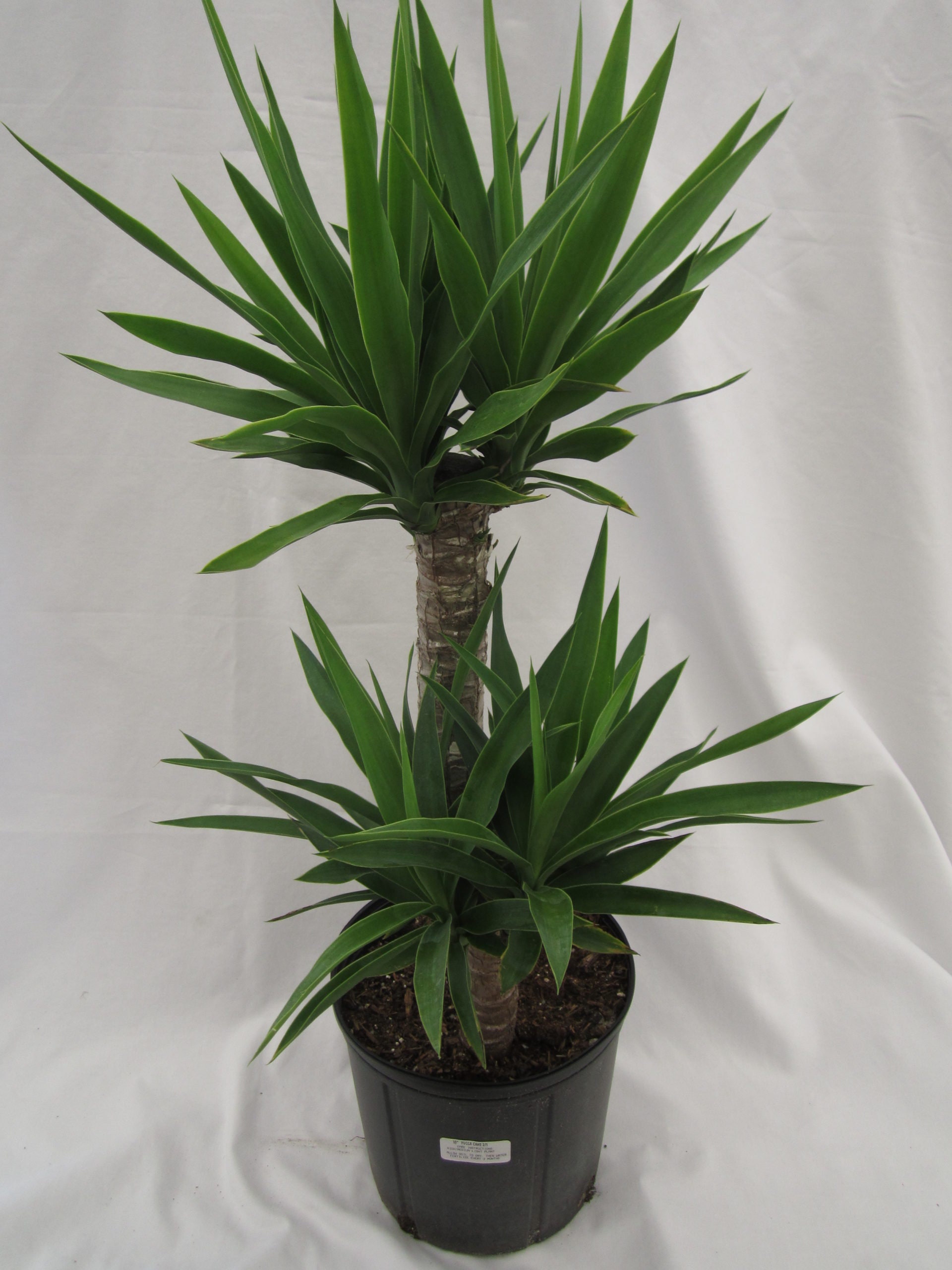 Yucca Cane Plant Live Plant in a 8 Inch Pot Yucca Etsy