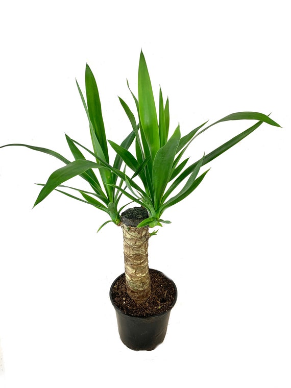 Yucca Cane Plant Live Plant in a 6 Inch Pot Yucca Etsy