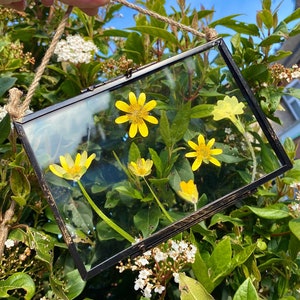 Hand gepresst echte Blume hängenGlasrahmen