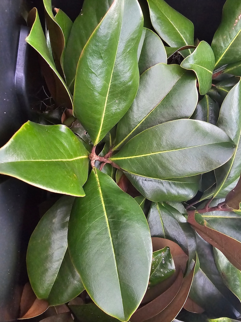 60 Fresh Magnolia Leaves Etsy