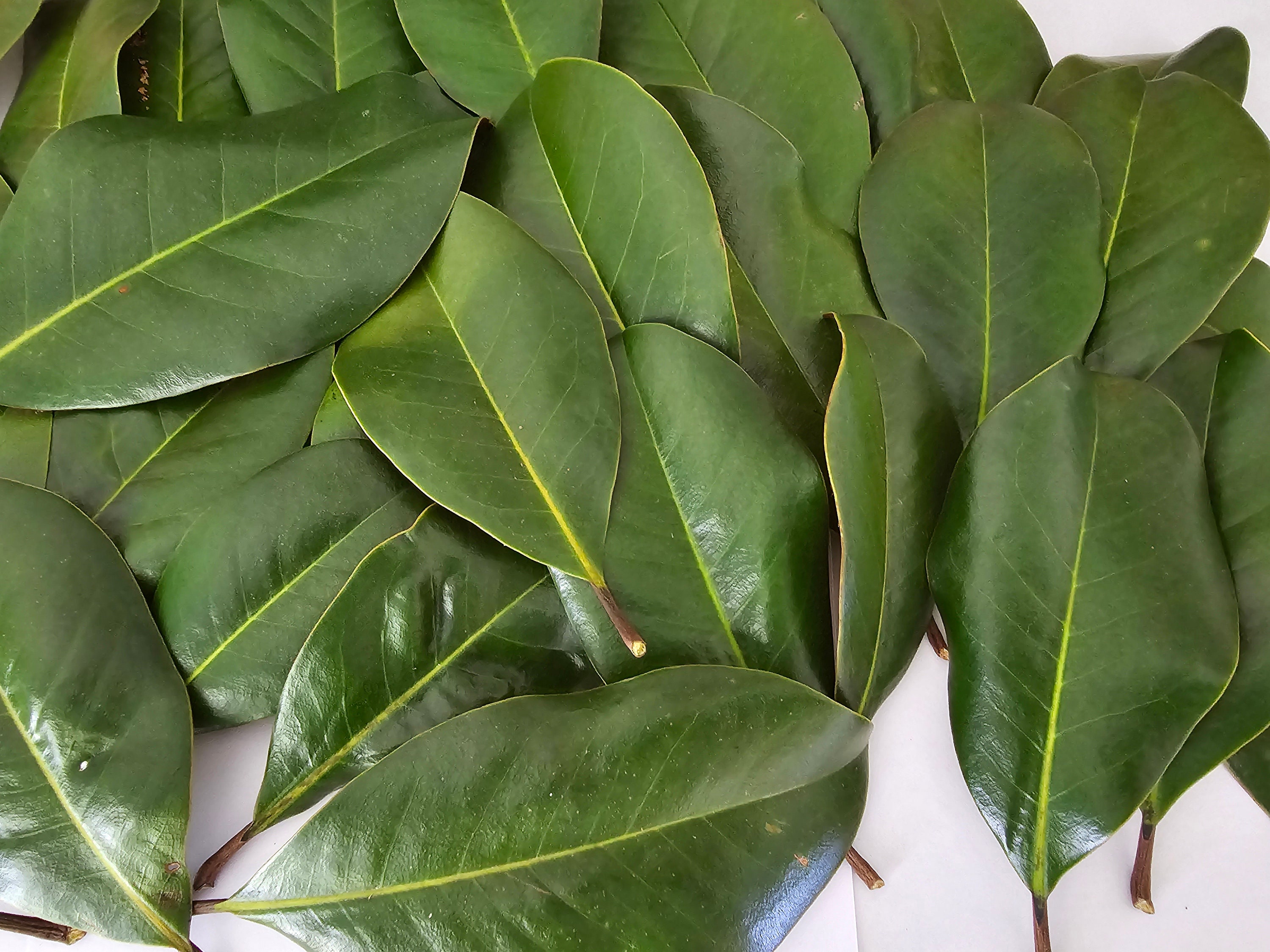 60 Fresh Magnolia Leaves Etsy