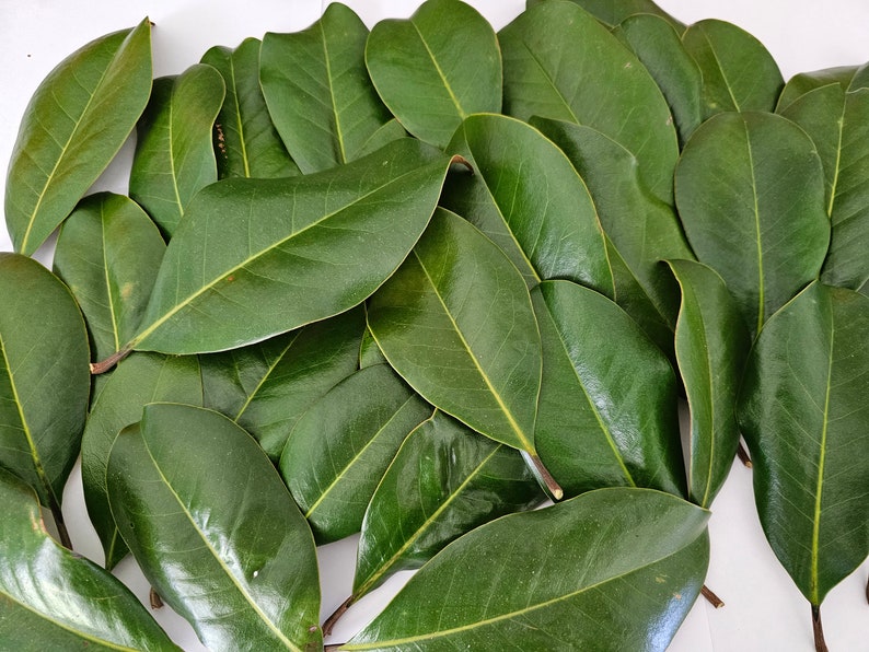 60 Fresh Magnolia Leaves Etsy