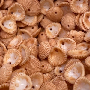 May include: A close-up of a pile of small, beige seashells with a hole in the center. The shells have a textured, ribbed surface and a white interior.