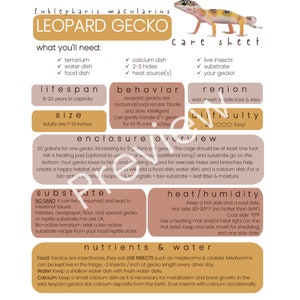 May include: A brown and tan illustrated care sheet for leopard geckos. The sheet includes information on lifespan, size, enclosure, substrate, heat and humidity, nutrients and water. The text includes the scientific name Eublepharis macularius.