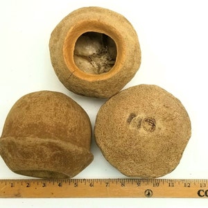 Op de afbeelding: Drie ronde, beige, getextureerde objecten die lijken op zaaddozen of gedroogd fruit, gerangschikt met een houten liniaal met een schaal tot 38 cm. Eén object is aan de bovenkant open, terwijl de andere gesloten zijn en een ruw oppervlak tonen.