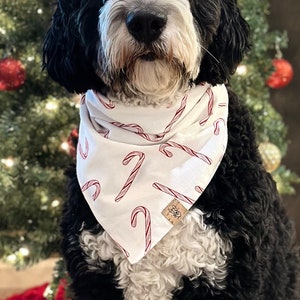 Candy Cane Christmas Dog Bandana, Holiday Dog Bandana, Tie on Dog Bandana, Candy Cane Bandana, Dog Bandana for Christmas Card