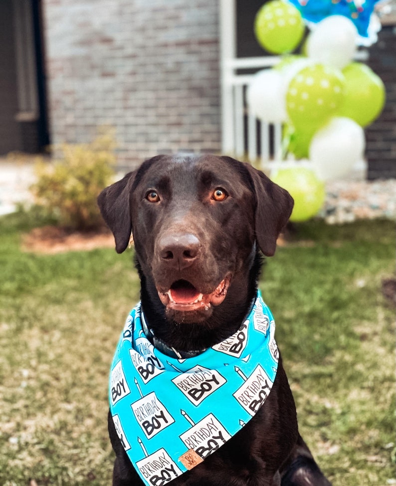 Birthday Boy Dog Birthday Tie On Dog Bandana image 8